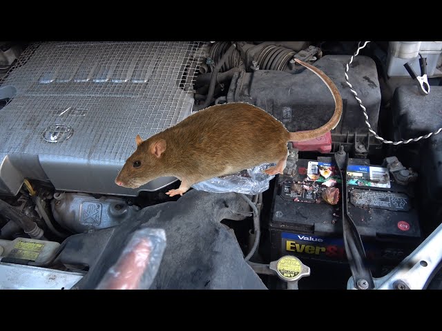 Rats in car engine bay? Use this (free) secret ingredient and they will never come back again!