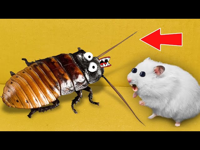 Big Roach vs Hamster | DIY Maze with Traps