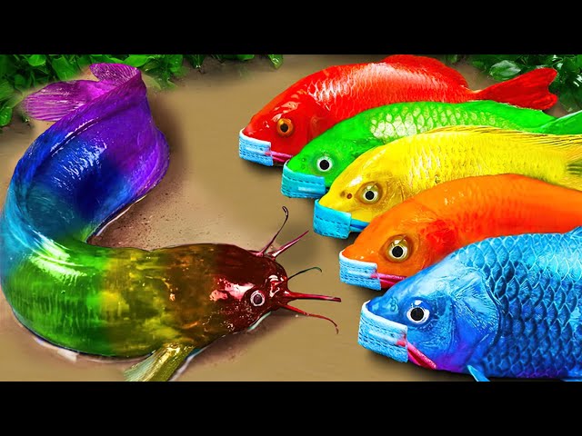 STOP MOTION COOK ASMR | Colorful Koi Fish Transforms Crocodiles Hunting Skateboard Koi Fish Video