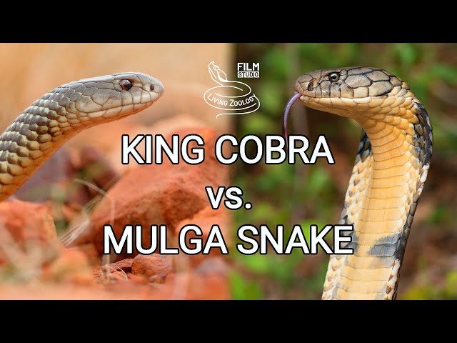 King cobra vs. Mulga snake - Battle of the deadly snakes