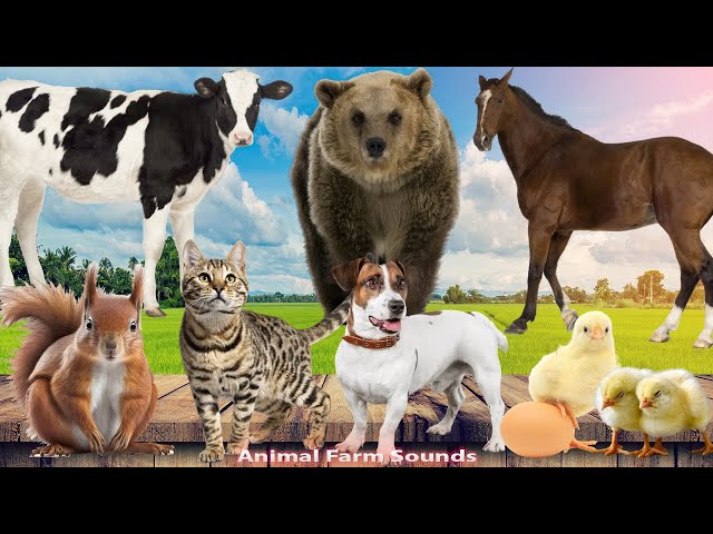 Familiar Animal Sounds: Bear, Cow, Squirrel, Dog, Cat, Chicken, Horse - Animal sounds