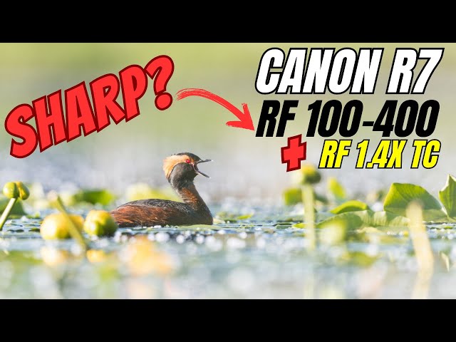 Canon R7 - How does it perform with the RF 100-400 and the RF 1.4 Teleconverter? Bird Photography !
