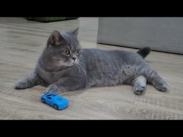The Moment The Cat Was Happy With The New Car Toy