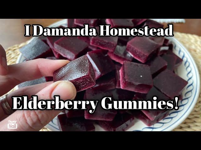 Making Elderberry Gummies! Not Just for Kids!