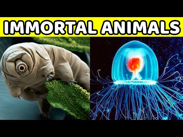 10 IMMORTAL ANIMALS
