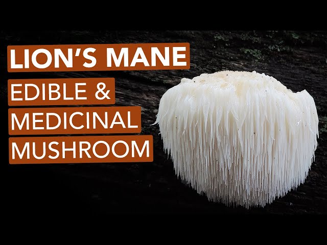 Foraging Lion's Mane Mushroom — Edible & Medicinal