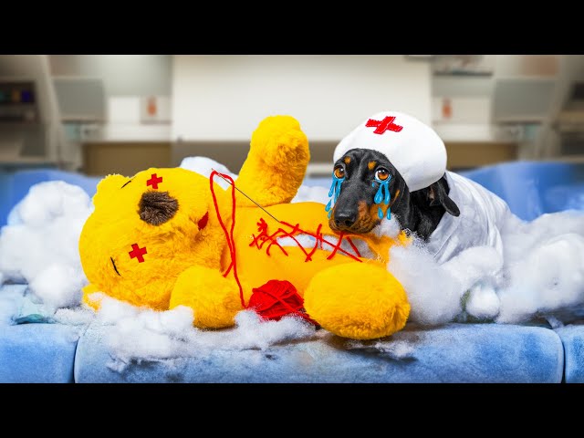 Urgent Toy Rescue! Cute & funny dachshund dog video!