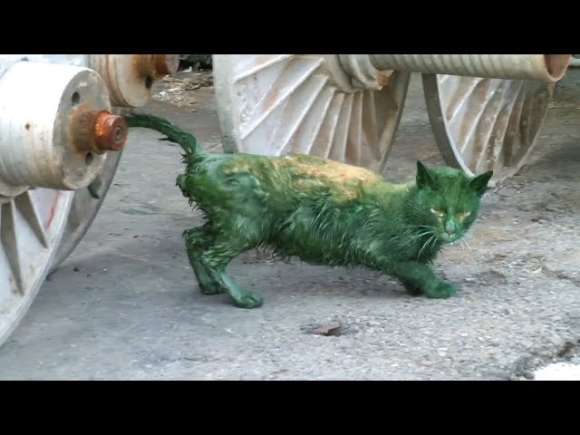 Cat Ruined With Paint On The Inside And Outside