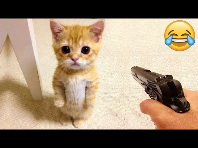 Funniest Animals 😄 New Funny Cats and Dogs Videos 😹🐶 - Part 12
