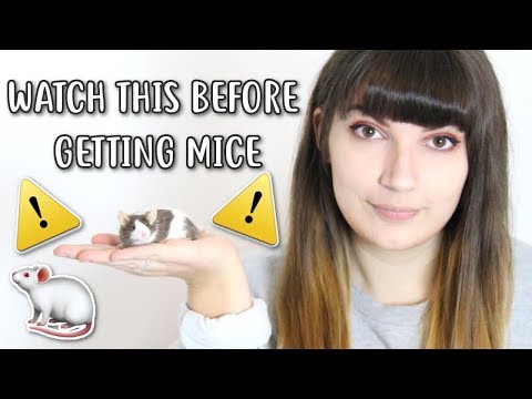 Mouse care / videos