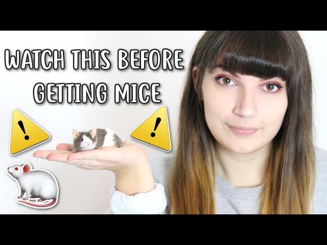 💡🐁 20 THINGS YOU SHOULD KNOW BEFORE OWNING MICE 🐁💡