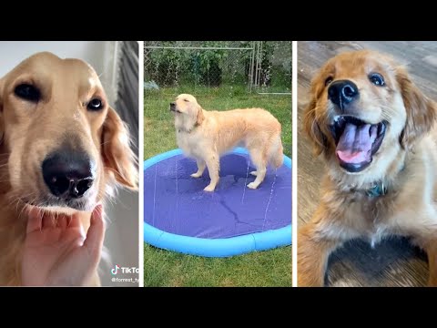 FUNNIEST PETS & CUTE ANIMALS Videos Ever! 🐶