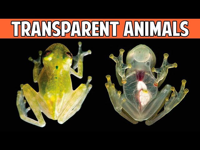 10 MOST TRANSPARENT And INVISIBLE Animals In The World 🕵