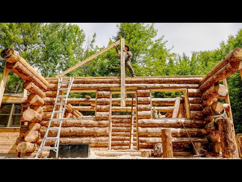 Building an Off Grid Log Cabin Alone in the Wilderness, Ep16 | Completed Walls!, Bears, Moose, Fawn