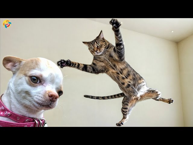 These Dogs and cats Are Living Their Best Lives 😁 Funniest Animal Videos #16
