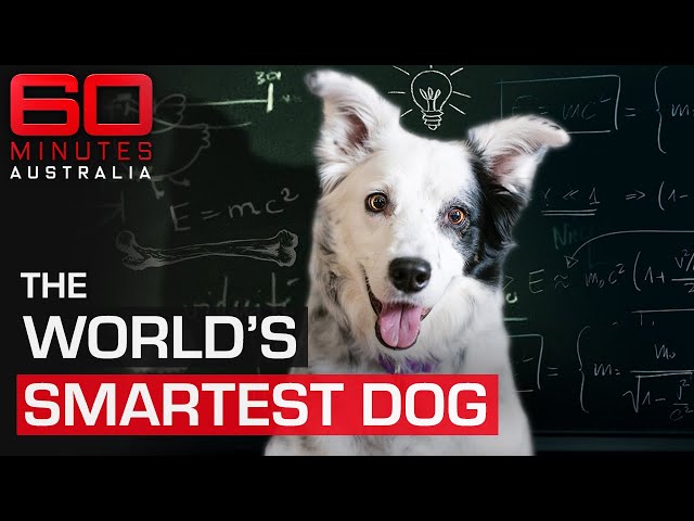 Meet the smartest dog in the world | 60 Minutes
