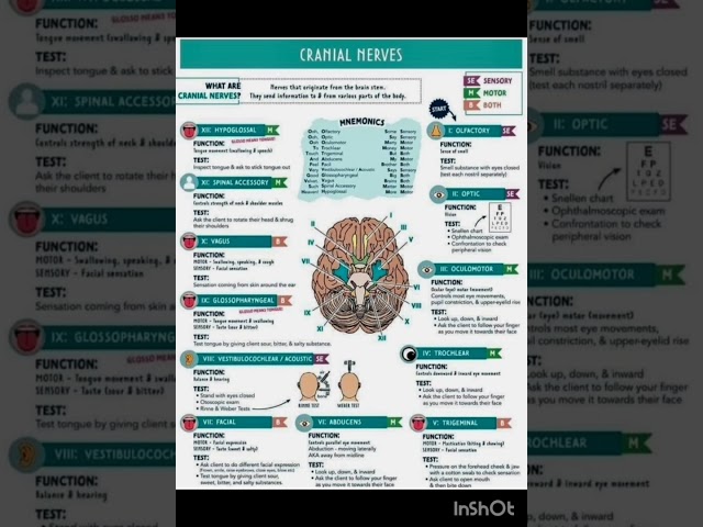 Cranial Nerves by Shweta
