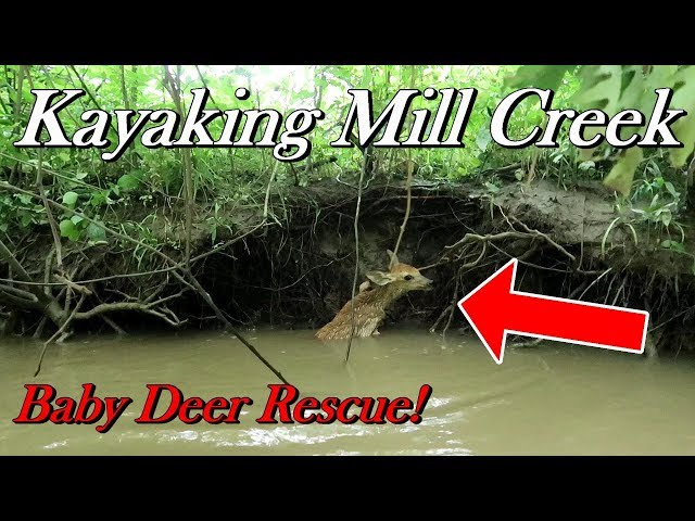 Log Jams, Thunder Storms, Deer Rescue | Kayaking Mill Creek