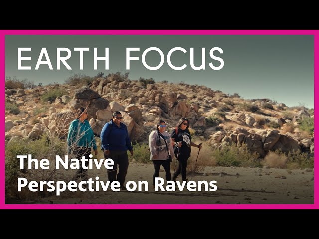 Desert Ravens: A 'Major Relative' to Indigenous Traditions | Earth Focus | PBS SoCal