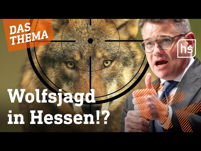 Boris Rhein will den Wolf in Hessen bejagen lassen | hessenschau DAS THEMA