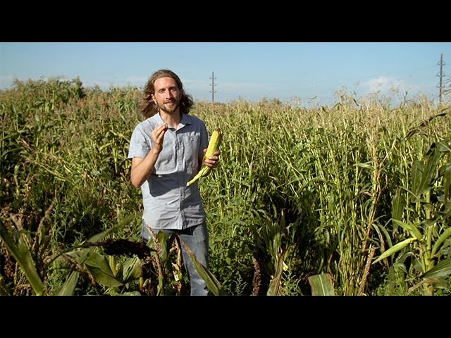Popped Secret: The Mysterious Origin of Corn — HHMI BioInteractive Video