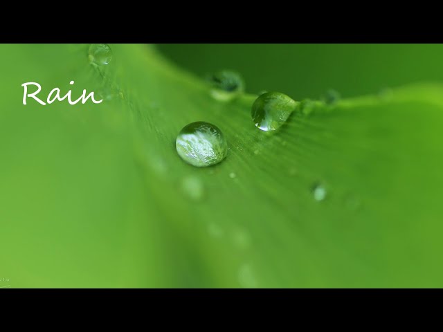 4K + Natural environmental sounds [Short version] Rain sounds