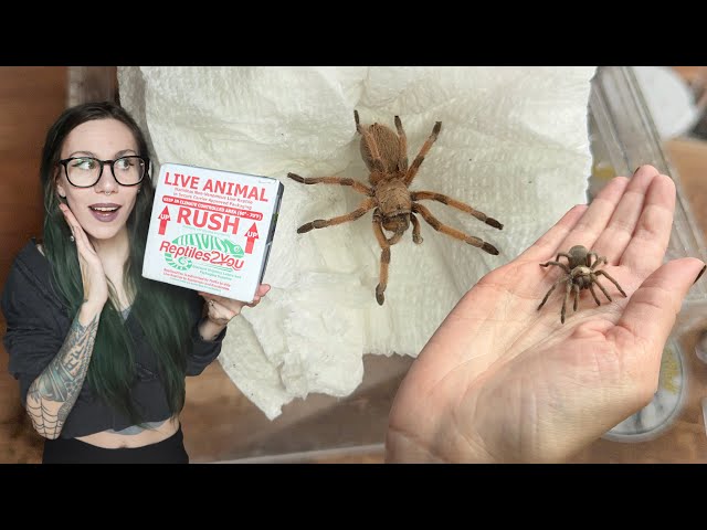 Attention HATERS: Aphonopelma are NOT BORING ~ UNBOXING my NEW FAVORITE TARANTULAS from Tom P.