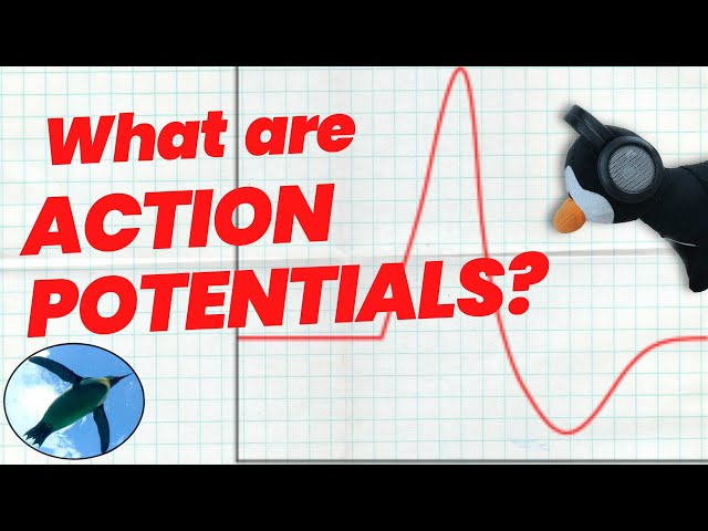 Action Potentials Made EASY! 🐧