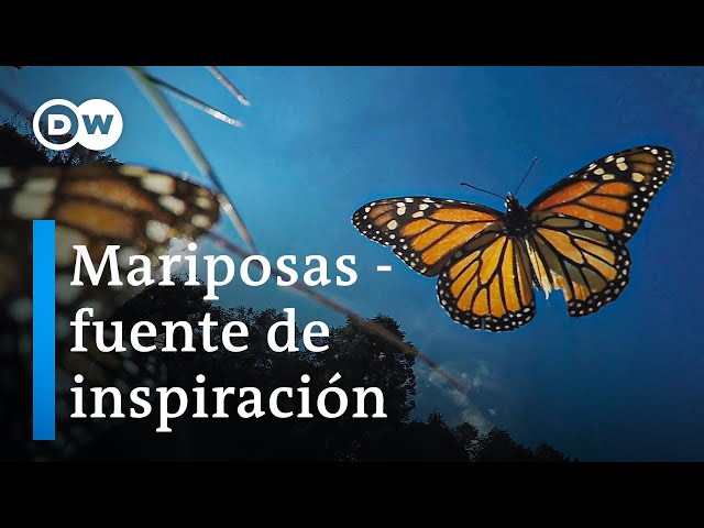 ¿Qué podemos aprender de las mariposas? | DW Documental