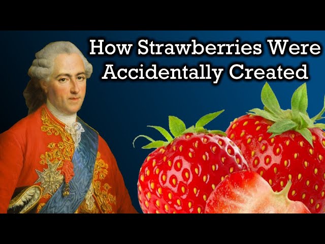 The Unbelievable History of Strawberries