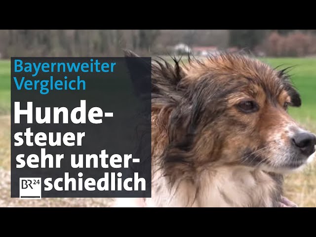 Bayernweiter Vergleich: Deutliche Unterschiede bei der Hundesteuer | Abendschau | BR24