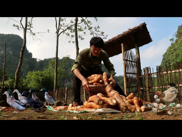 Ep 12: Harvesting cassava roots in the forest, drying them as food for chickens and ducks