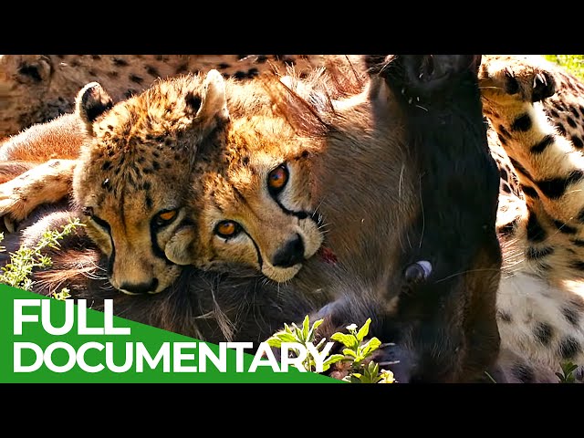 Big Cats - Fastest Hunters of the Serengeti | Free Documentary Nature