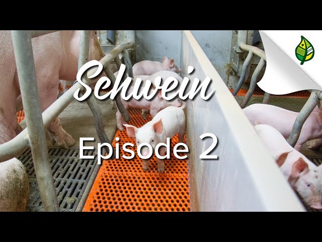 SCHWEIN (2/8) - Ferkelproduktion: vom Samen zum Ferkel