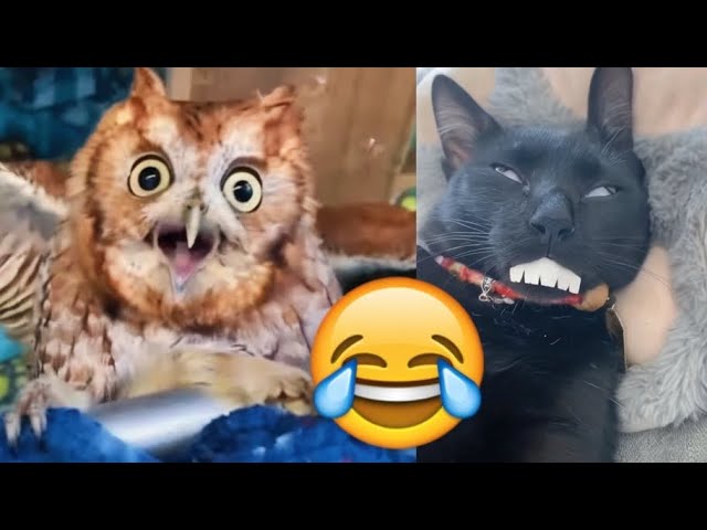 😂😂Funny Animal Videos😂From Laughter to Tears! 🐾😂