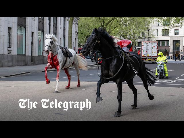 Blood-covered Household Cavalry horses run loose through London