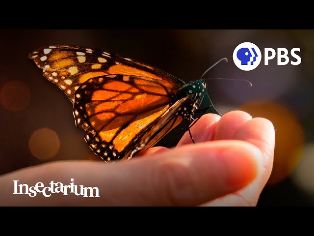 Butterfly Effect: Can Monarchs Avoid Extinction?