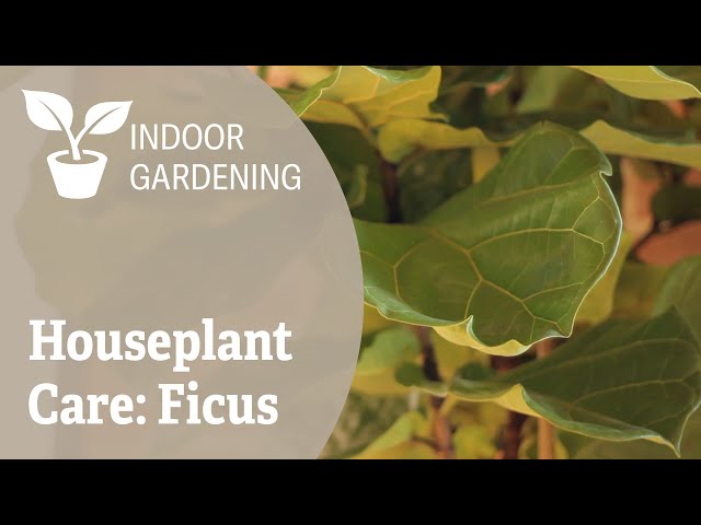 Houseplant Care: Ficus