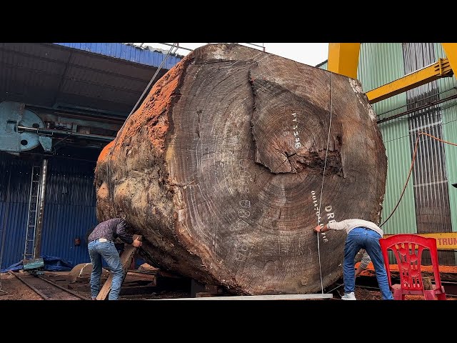 The Largest Wood Project On the Planet // The Last Remaining Tree After The Ice Age