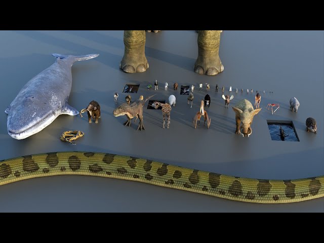 Animal Size Comparison | 3d Animation Comparison | Real Scale Comparison