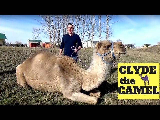 Clyde the Camel