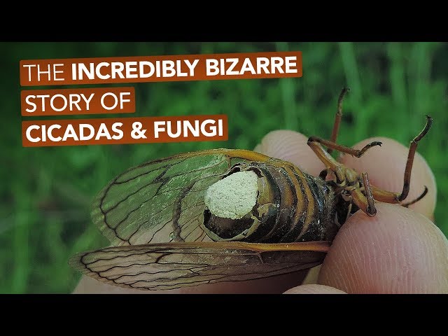 The Incredibly Bizarre Story Of Cicadas & Fungi