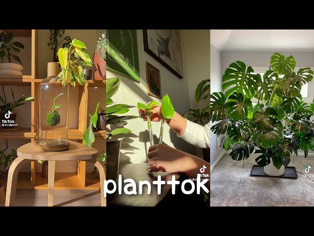 plant tiktok compilation #4🪴🌱💫🌿| pinkberry tok