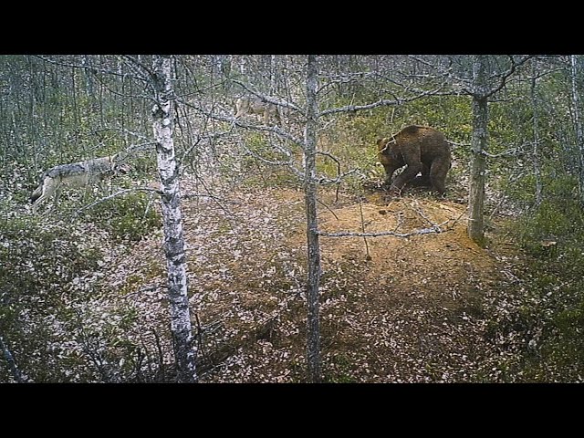 Brown bear attack on a wolf den