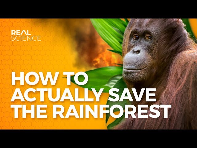 How to Actually Save the Rainforest