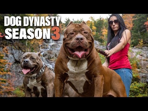 Dog Dynasty