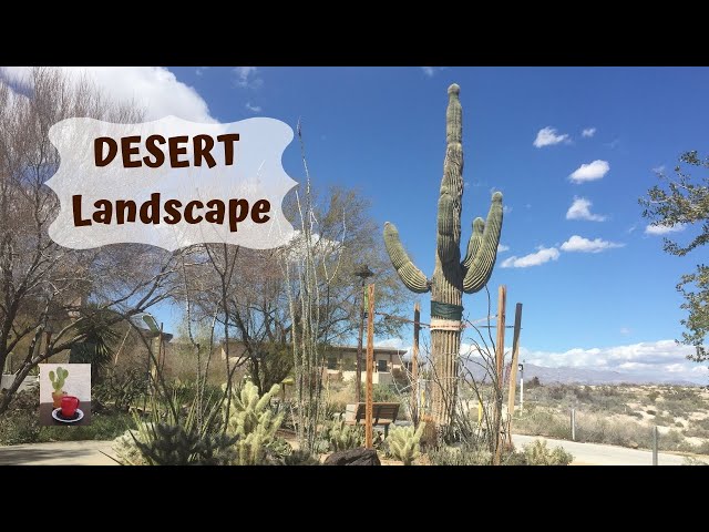 Springs Preserve Desert Garden (part 1)/Plants of the Mojave Desert #springspreserve
