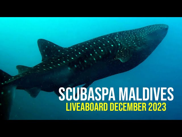 Diving the Maldives - ScubaSpa Liveaboard [Shot on iPhone]