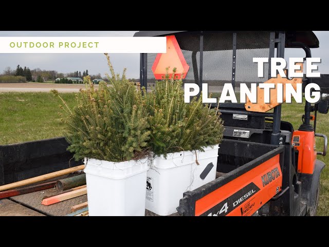 Planting Evergreen Trees 🌲