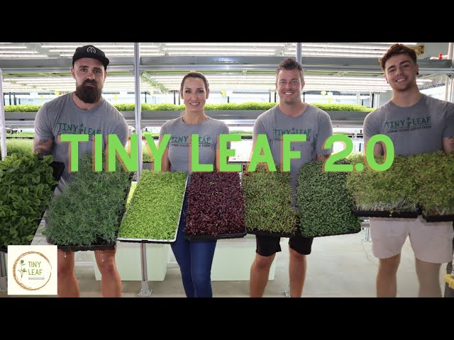 How to microgreen farm, a must watch, Tiny Leaf 2.0